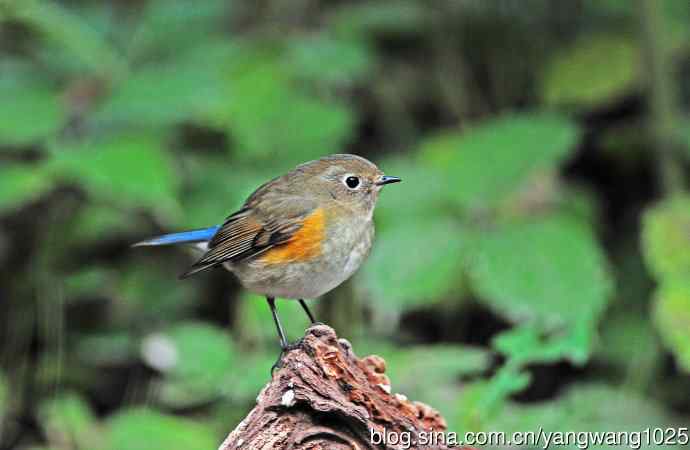 雌性红胁蓝尾鸲（59）