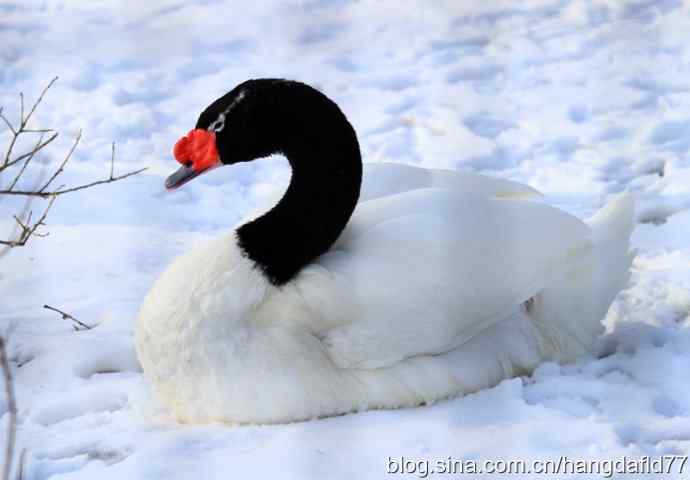 珍禽系列：黑颈天鹅