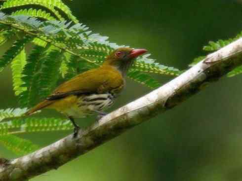 美丽无罪:雀鸟之朱鹂 美丽无罪:雀鸟之朱鹂