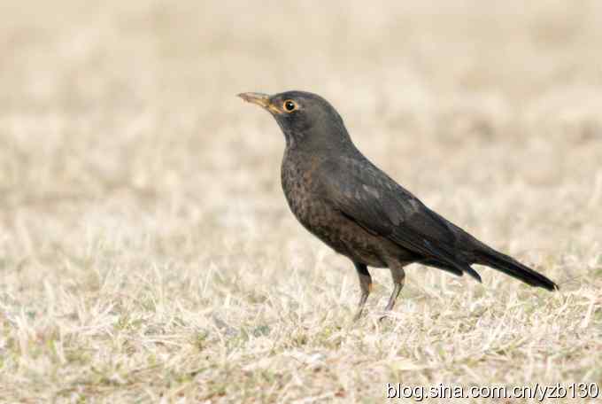 瑞典国鸟——金眼圈的乌鸫（组图）