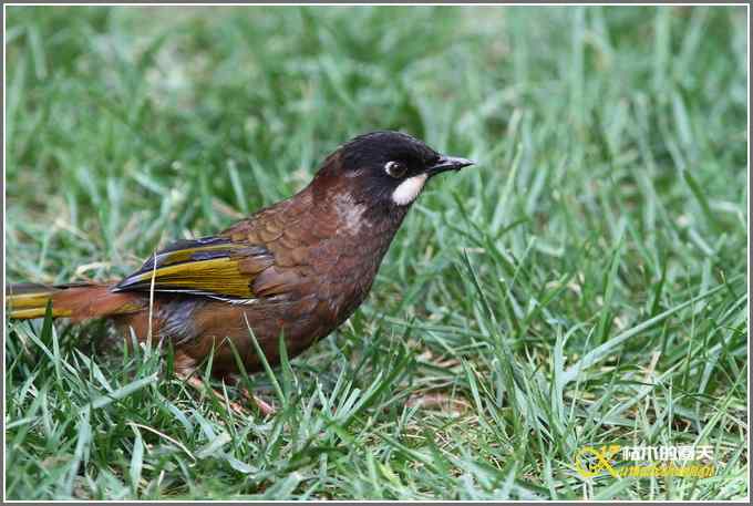 噪鹛系列之三：黑顶噪鹛【照片】