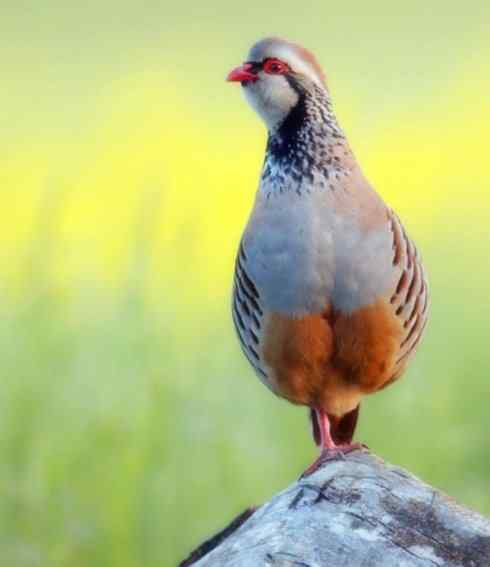 家禽驯化之源之九