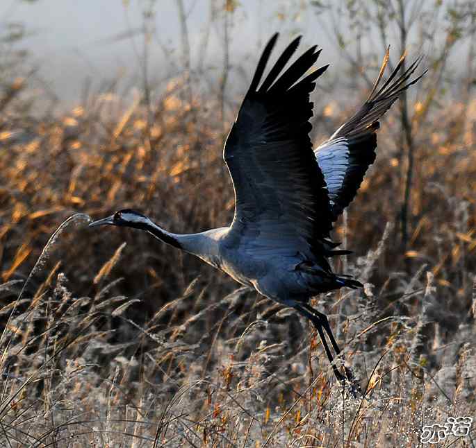 官厅水库&nbsp;wbr路&nbsp;wbr灰鹤