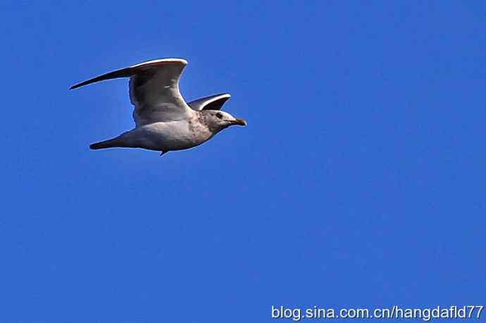 环嘴鸥（4）