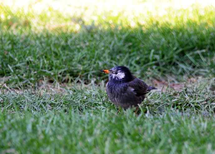 随走随拍（灰椋鸟）