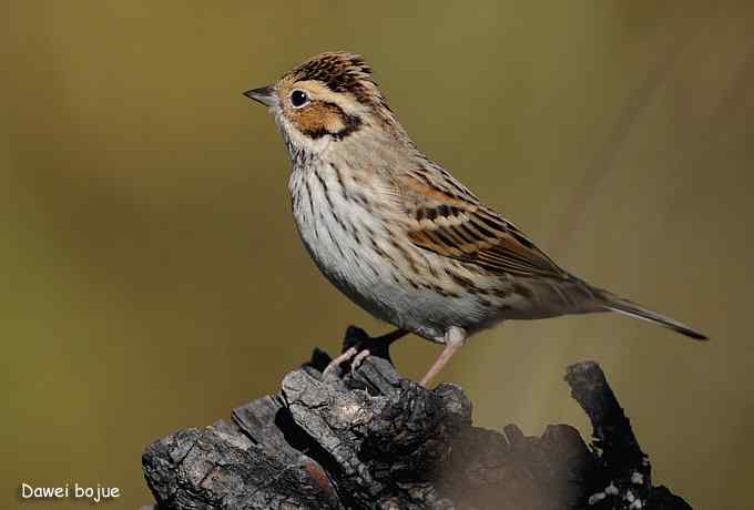 永定河湿地观鸟秋游