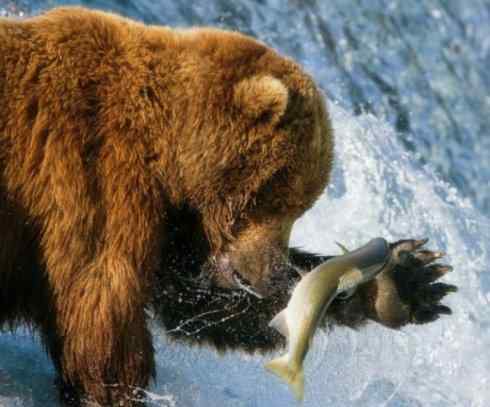 自然奇观：动物大迁徙(大马哈鱼)