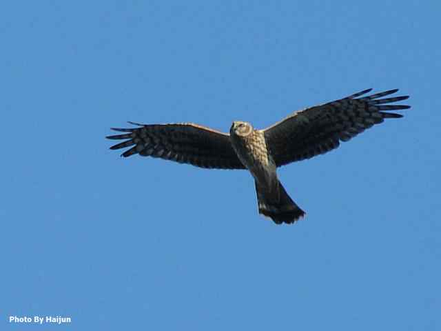 厚道的白尾鹞可以有