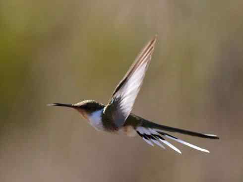 鸟类之最:角蜂鸟 鸟类之最:角蜂鸟