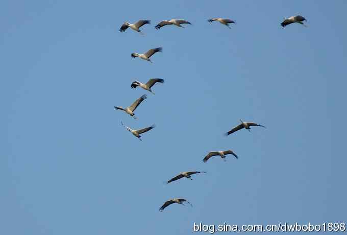 云天鹤影 wbr醉舞冬阳