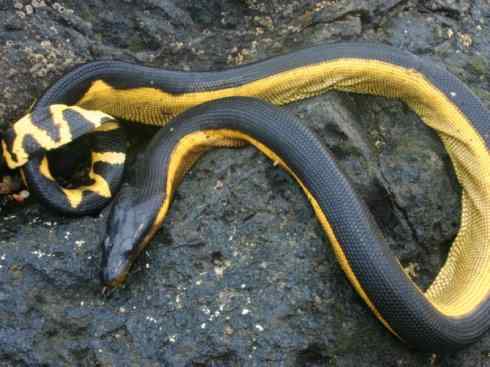 龙：传说的兽原型探秘（海蛇类）