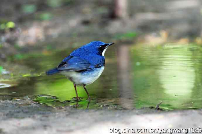雄性蓝歌鸲（2）
