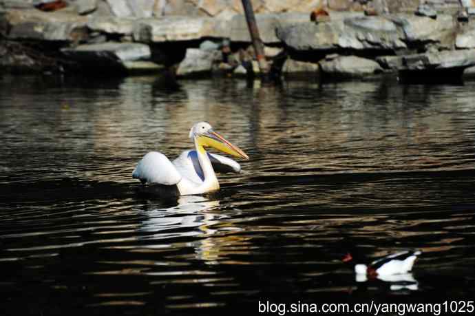 北京动物园的鸟类——鹈鹕（大白）近况
