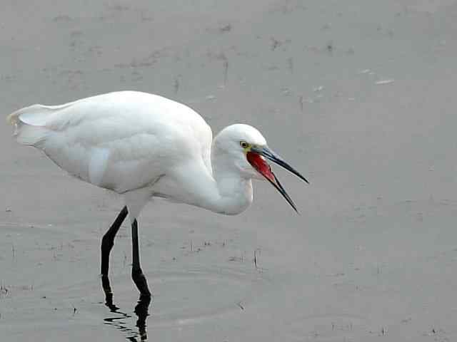 翠明湖畔观鸟儿情