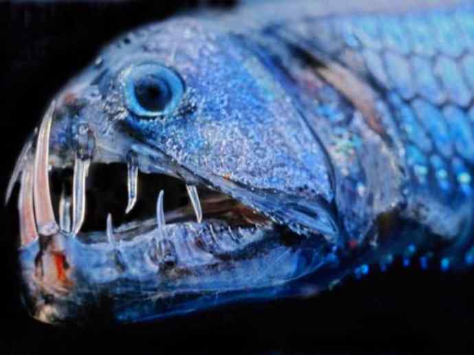 鱼类活化石：帆蜥鱼