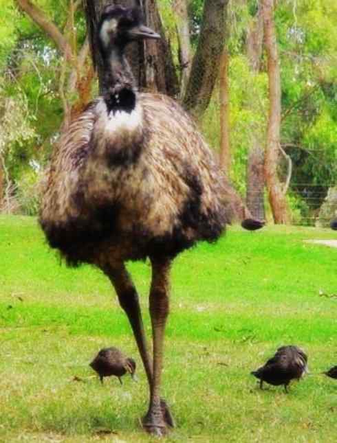 家禽驯化之源之十二 家禽驯化之源之十二