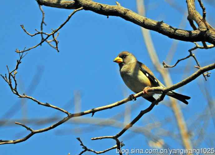 黑尾蜡嘴雀 wbr1