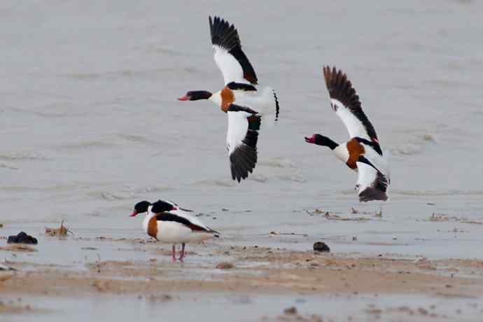 科尔沁湿地的翘鼻麻鸭 科尔沁湿地的翘鼻麻鸭