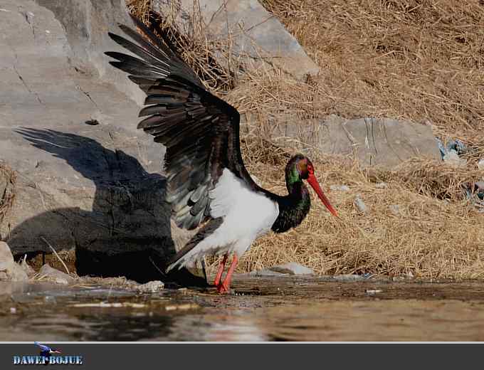 黑鹳和鱼狗 黑鹳和鱼狗