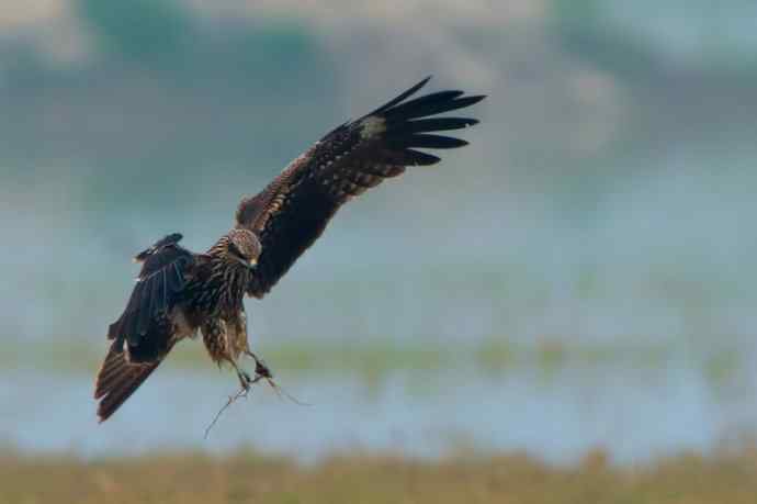 悬停的黑耳鸢（自然摄影）