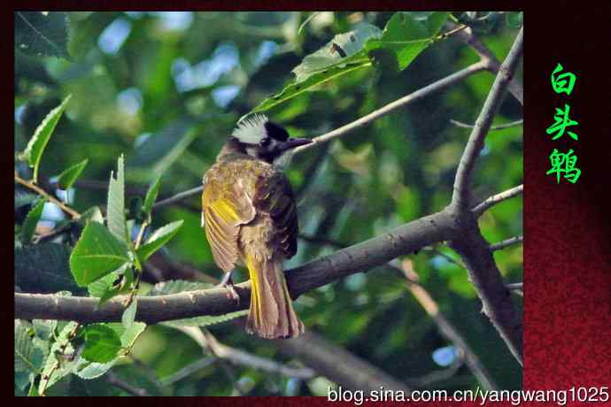 白头鹎(随拍)3 白头鹎(随拍)3