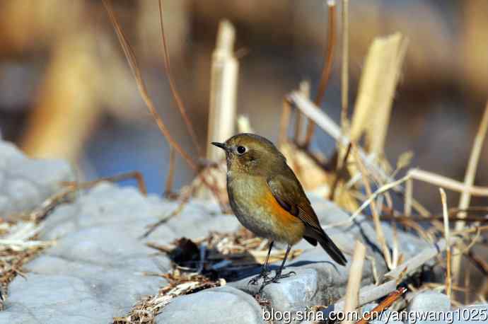 雌性红胁蓝尾鸲（29）