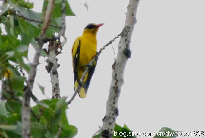 鸟友同游怀沙河