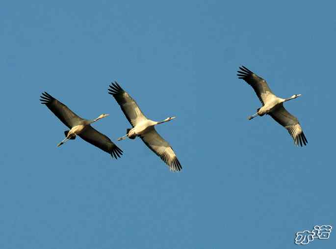 官厅水库&nbsp;wbr路&nbsp;wbr飞行的鸟儿