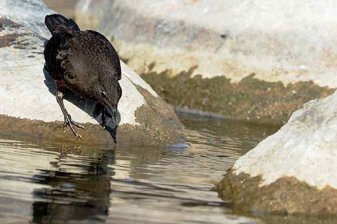 房山十渡(褐河乌)
