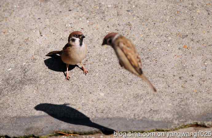 候鸟已过境，麻雀来当家
