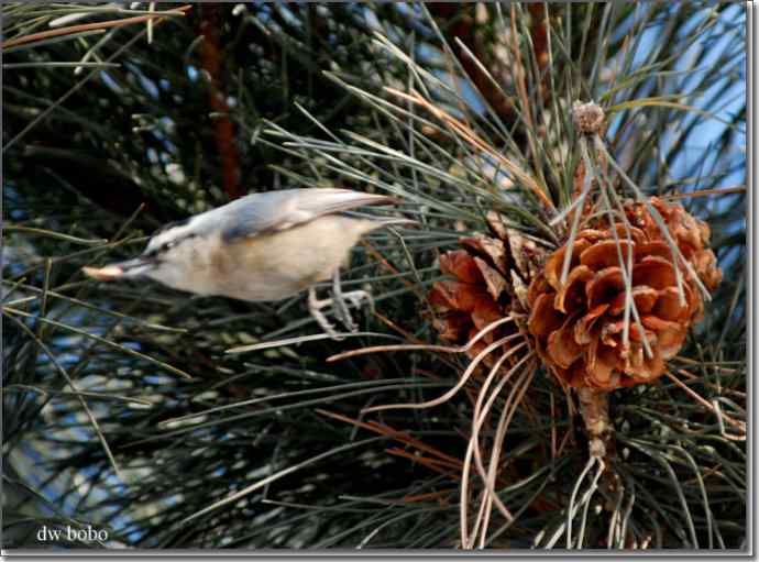 中国特有鸟种-黄腹山雀、黑头鳾