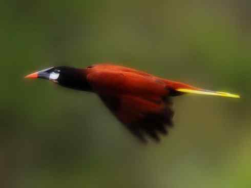 奇特的盔：拟椋鸟