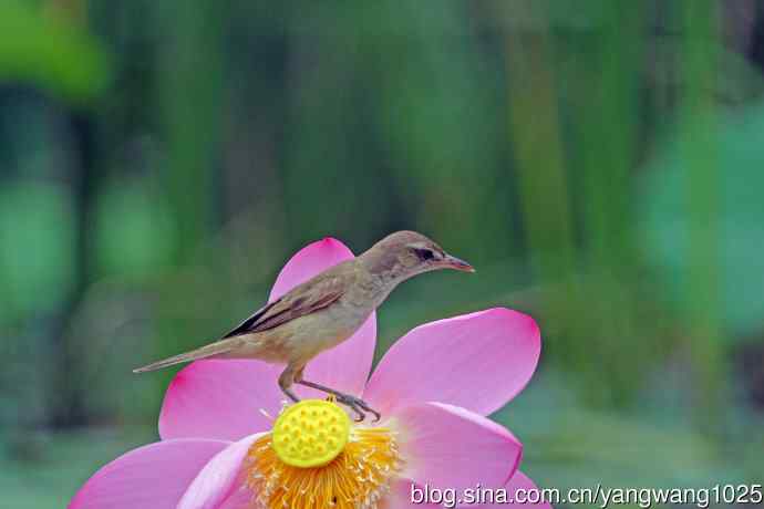 东方大苇莺与荷花（9）
