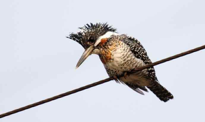 【电线版】冠鱼狗