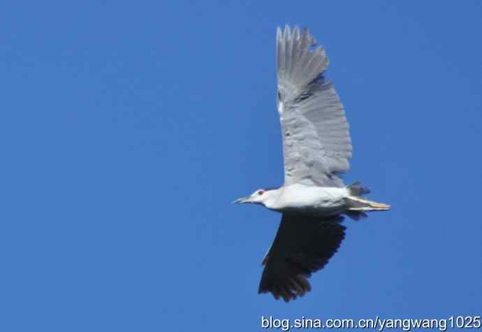 飞（夜鹭） wbr4