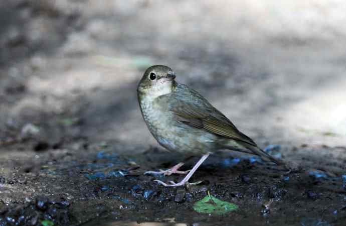 雌性蓝歌鸲（1）