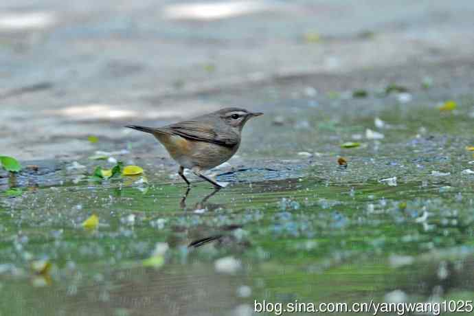 黄眉柳莺(7) 黄眉柳莺(7)