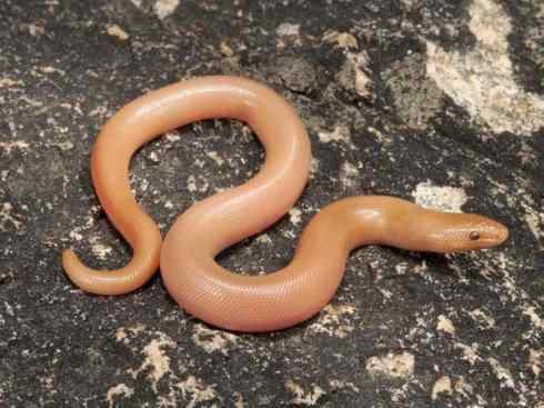 龙：传说的兽原型探秘（树蚺类）