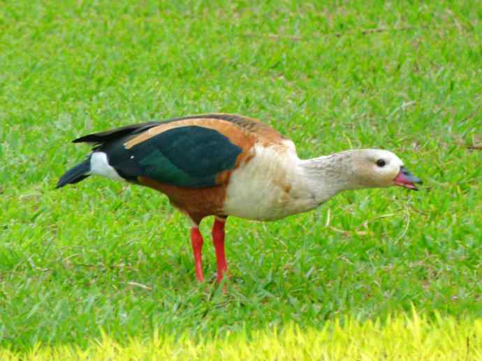 犬科：狐亚科伪狐属之高地狐、河狐、秘鲁狐