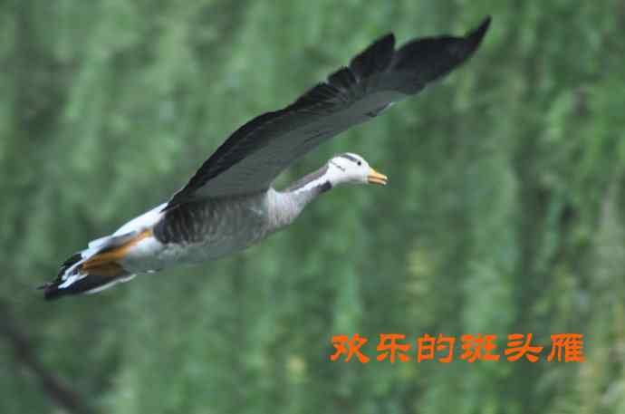 欢乐的斑头雁