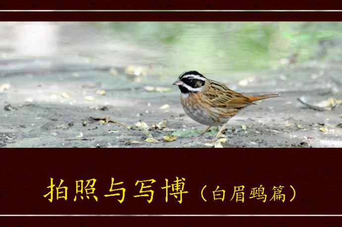 北京天坛公园的鸟类——拍照与写博（白眉鹀篇）