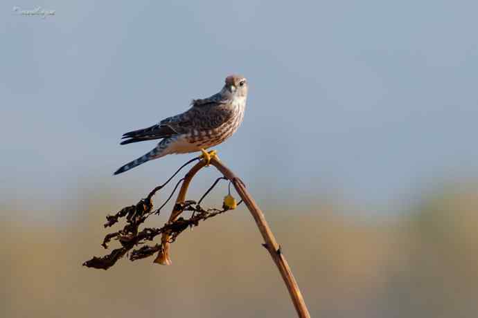 角百灵 wbr野鸭湖的一天 角百灵 wbr野鸭湖的一天