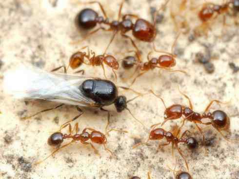 十大喜食蜂蜜动物：法老蚁