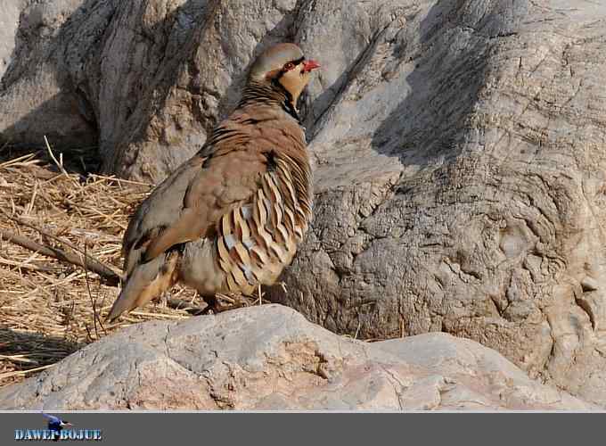 龙年鸡翔：初四拍石鸡