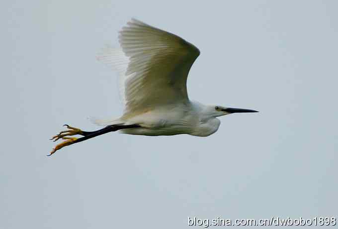 鸟友同游怀沙河