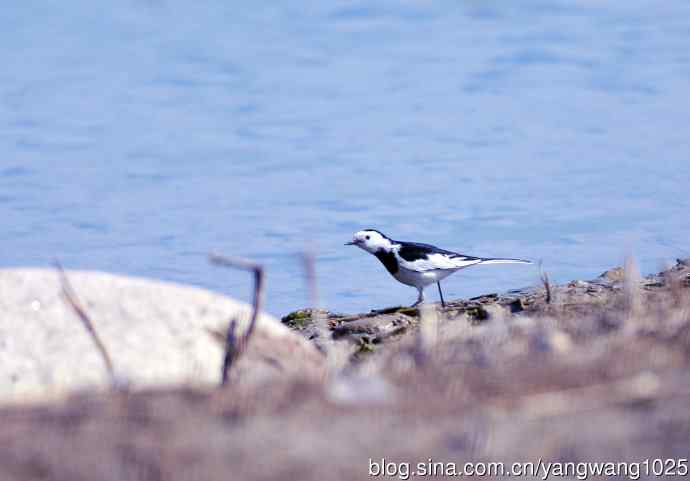 湖畔的白鹡鸰 wbr2