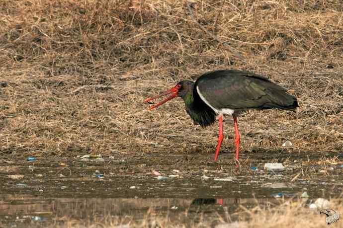 北京十渡的黑鹳