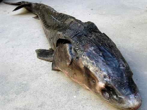 鱼类活化石：中华鲟