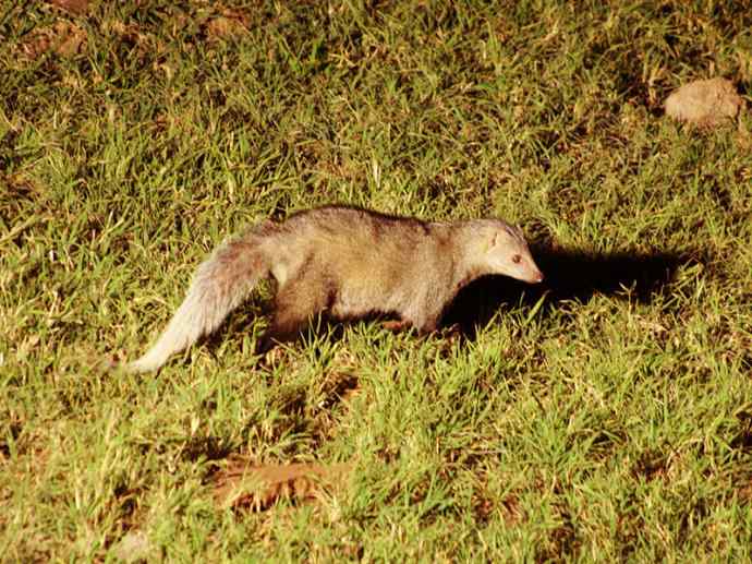 盘点十二大著名食蚁动物:食蚁兽 盘点十二大著名食蚁动物:食蚁兽