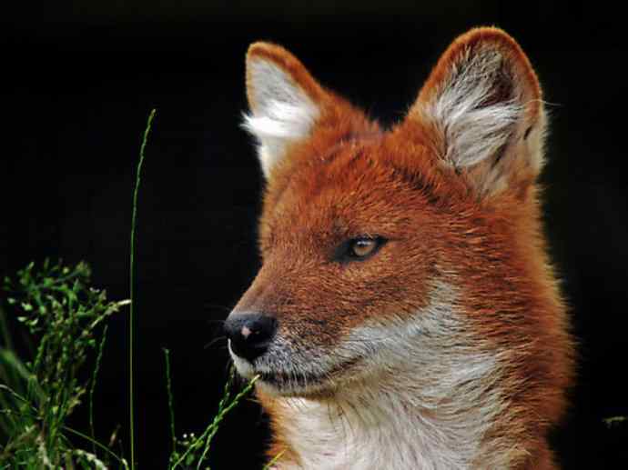 犬科：薮犬亚科豺属之豺